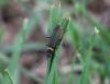 Chauliognathus lugubris